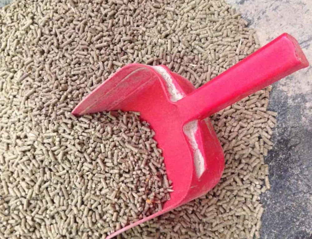 Feeding Rice Bran Excel Equine Horse Feeds