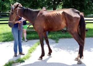 Emaciated horse