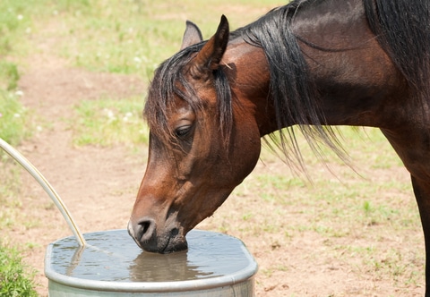 Sun S Out Water Tanks Are Out The Importance For Horses To Drink Water During The Summer Months Excel Equine Horse Feeds