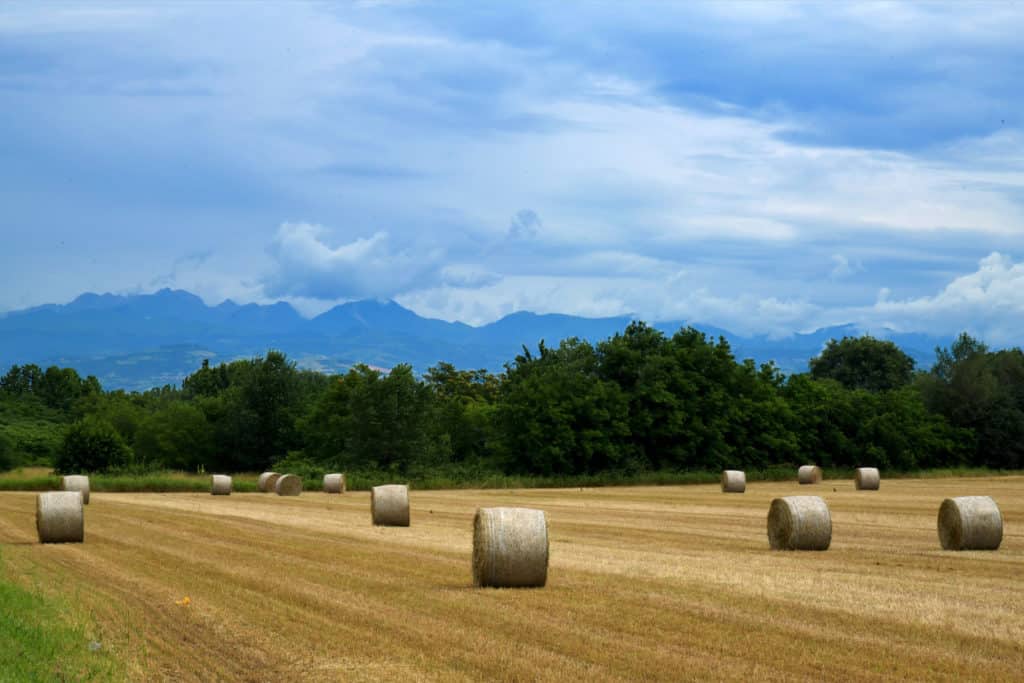 Canva Hay Rolls scaled