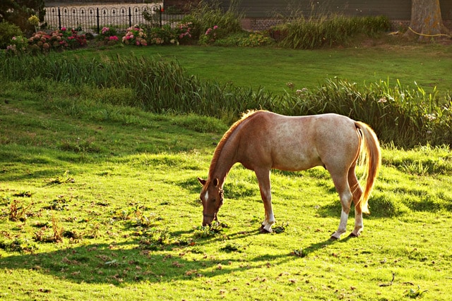 Canva Brown and White Horse Eating Green Grass during Daytime