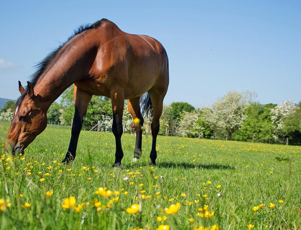 Why Horse Owners Shouldn’t be Afraid of Molasses Excel Equine Horse Feeds
