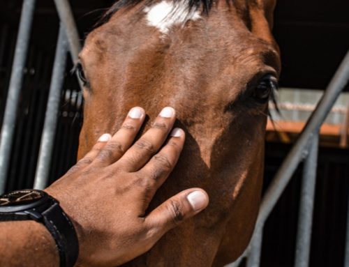 Feeding to Minimize the Risk of Choke in a Horse’s Diet