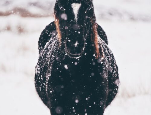 Equine Hydration in the Winter